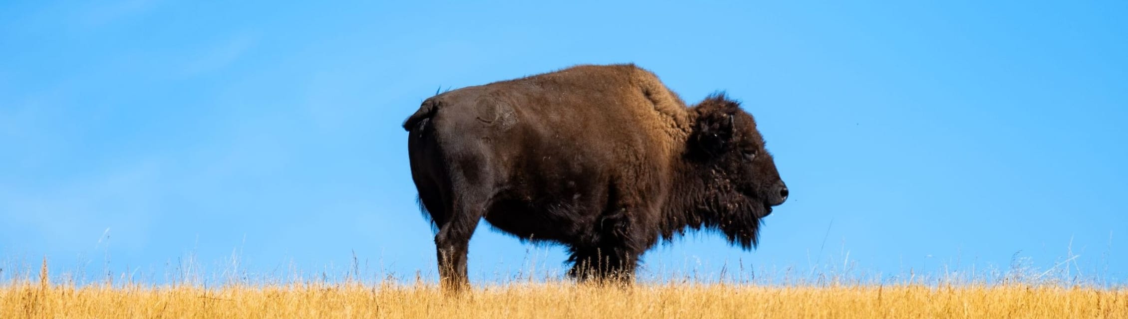 Oshi Health - Sioux Falls, SD (Remote) banner